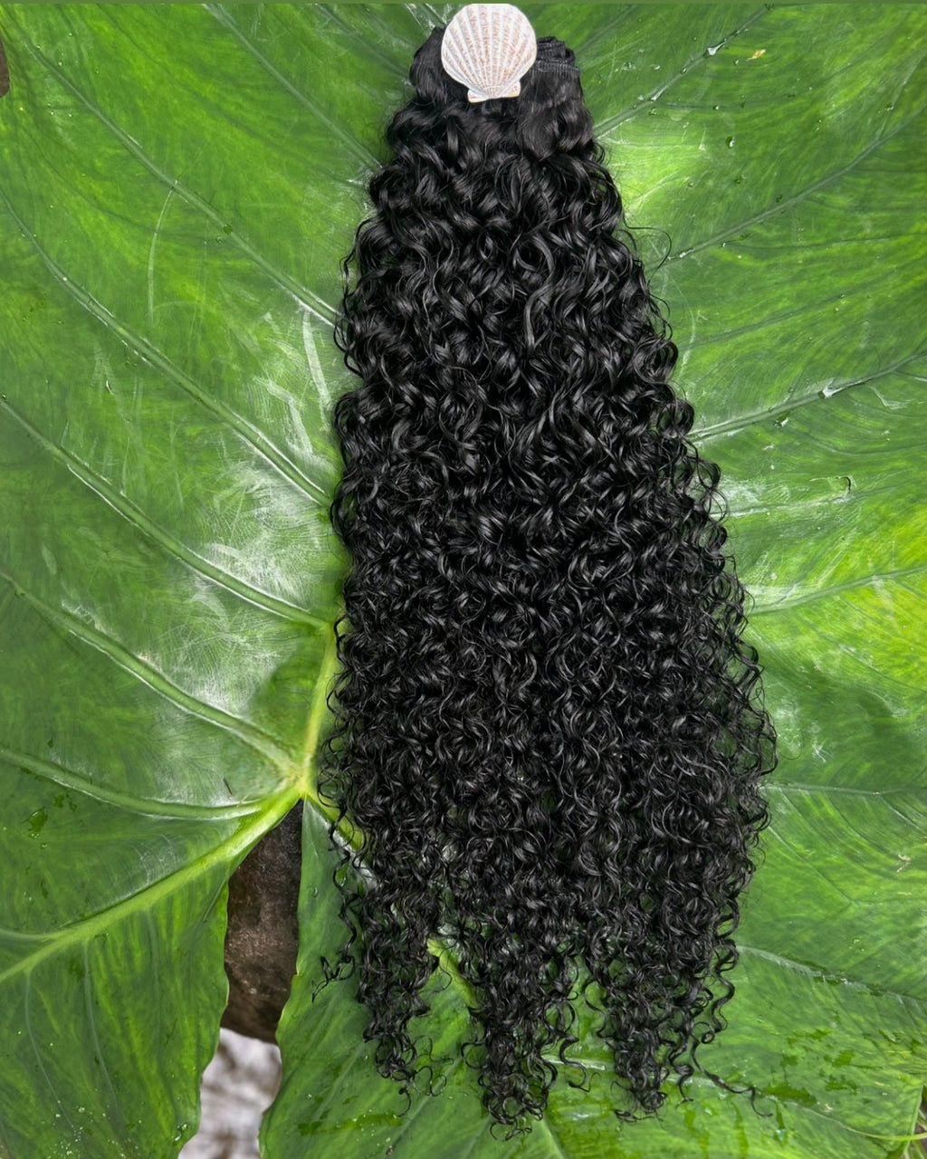 Eden Curl